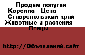 Продам попугая Корелла › Цена ­ 500 - Ставропольский край Животные и растения » Птицы   